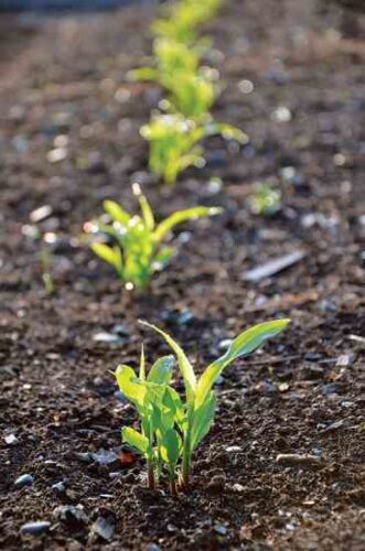 companion-planting-corn-and-beans